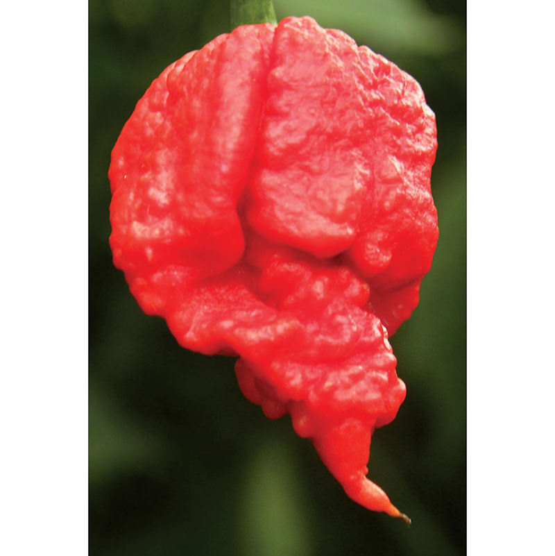 Carolina Reaper F1 Hybrid Hot Pepper