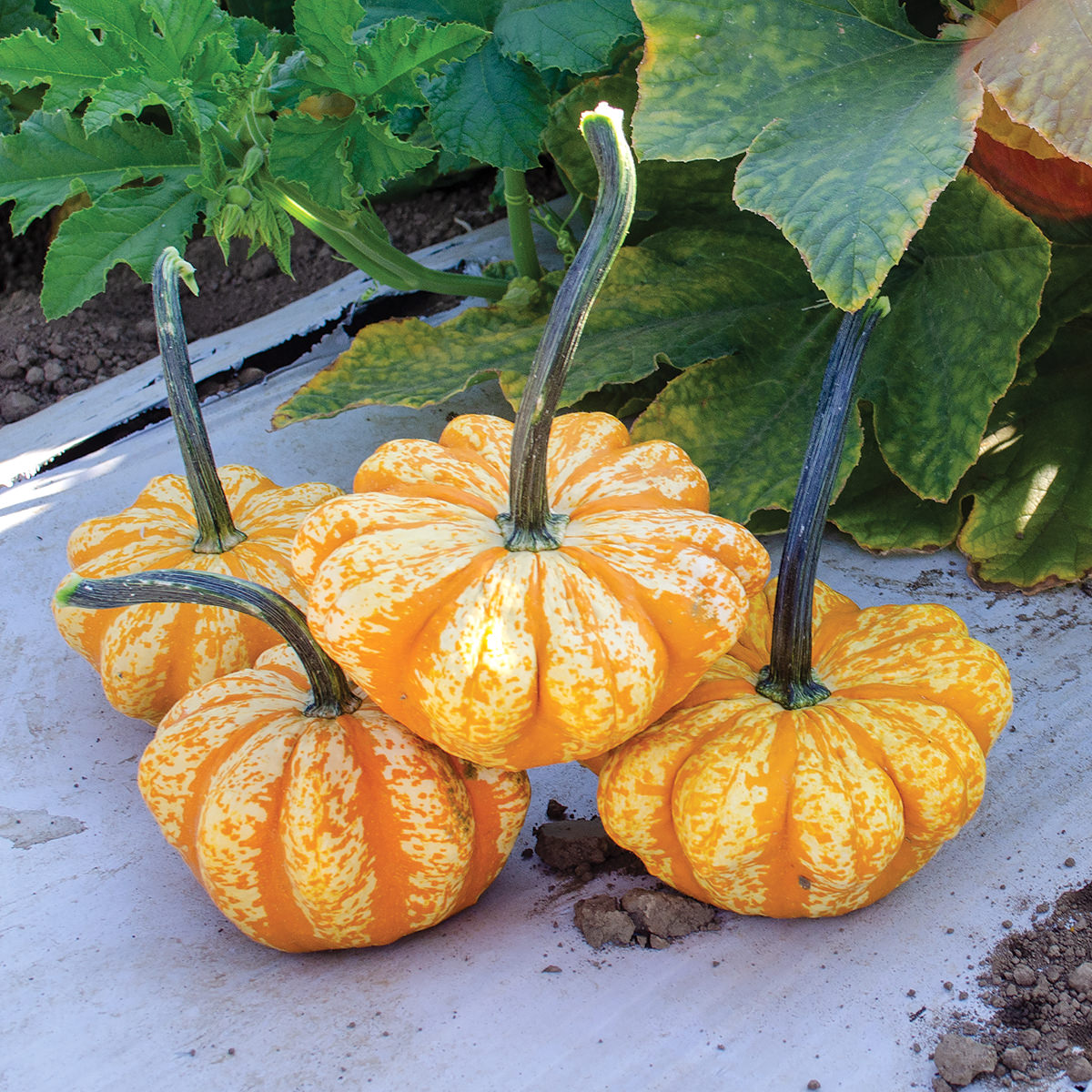 Sunrise F1 Hybrid Mini Pumpkin