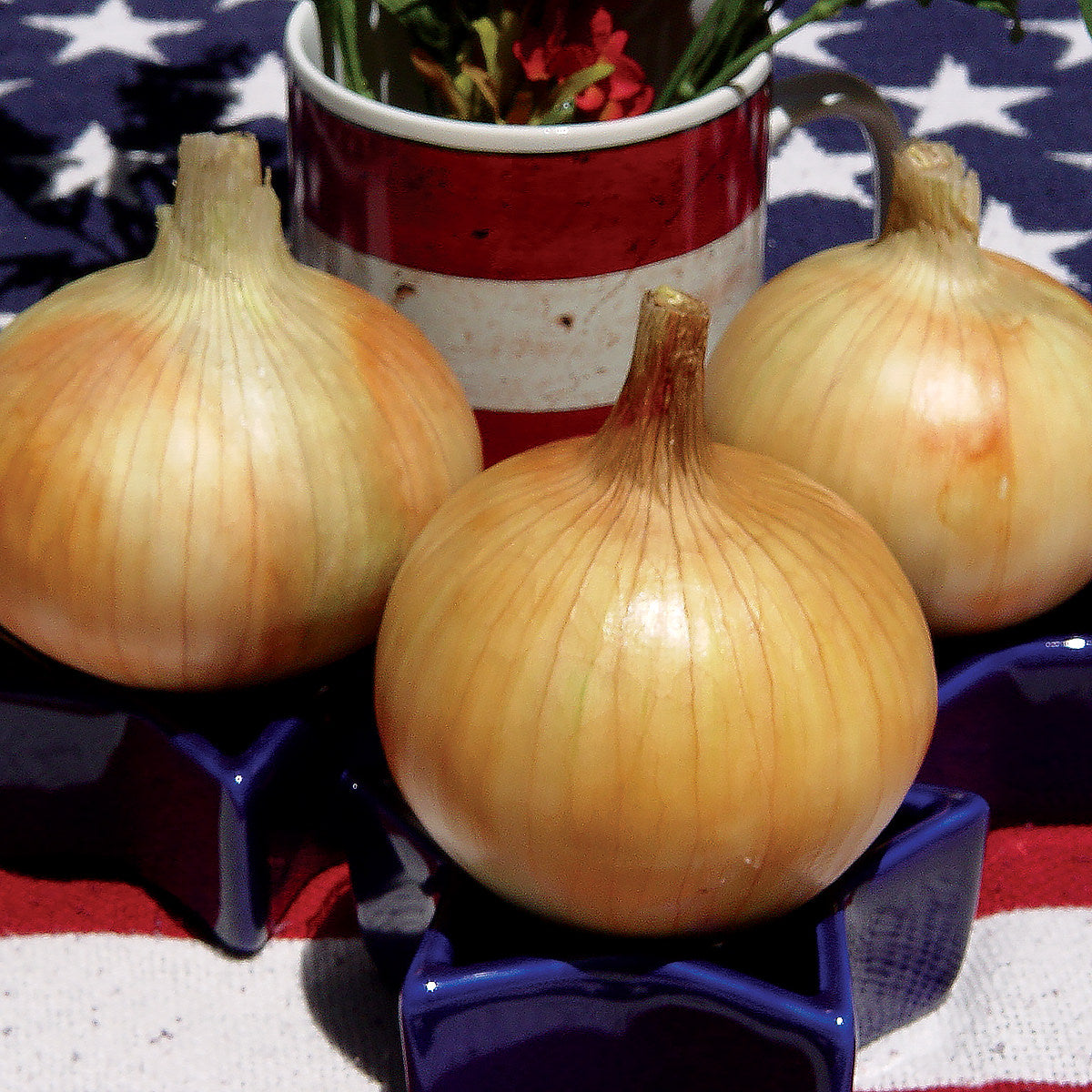 Timon F1 Hybrid Short Day Yellow Grano Onion