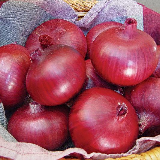 Chianti F1 Hybrid Short Day Red Onion