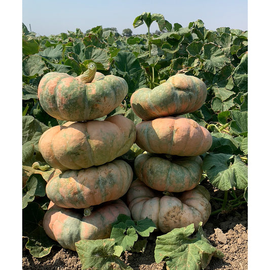 Colorado Sun F1 Hybrid Stacking Pumpkin