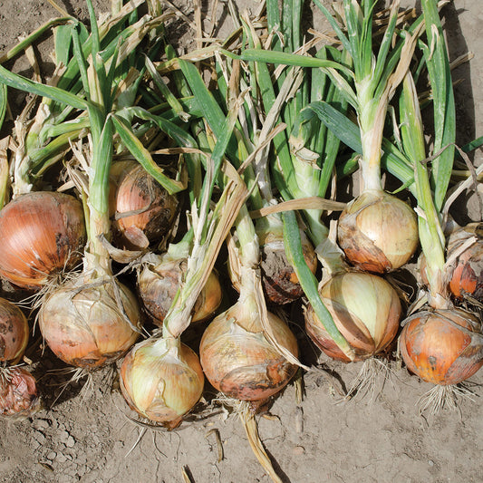 Saffron F1 Hybrid Intermediate/Long Day Onion