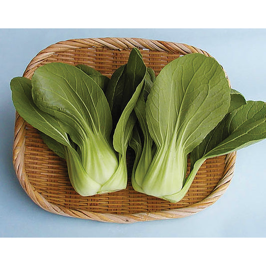 Boy Choi F1 Hybrid Chinese (Pak Choi) Cabbage