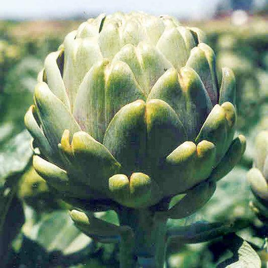 Emerald Hybrid Artichoke