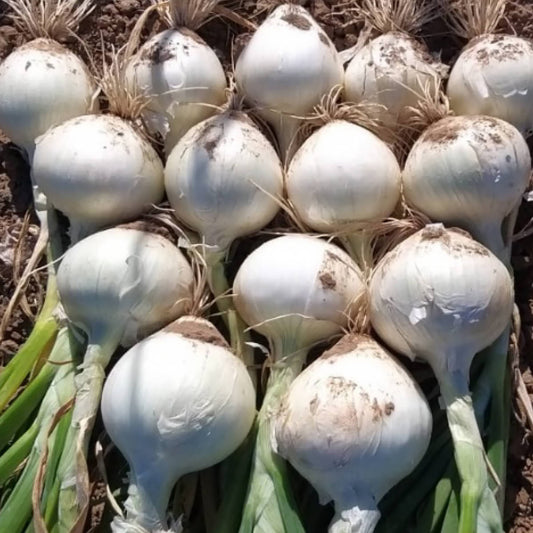 Bacanora F1 Hybrid Short Day White Onion