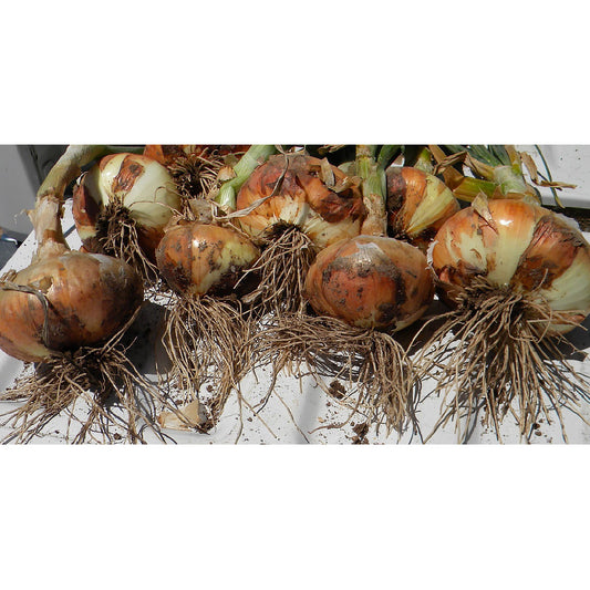 Georgia Boy Improved F1 Hybrid Short Day Yellow Sweet Granex Onion