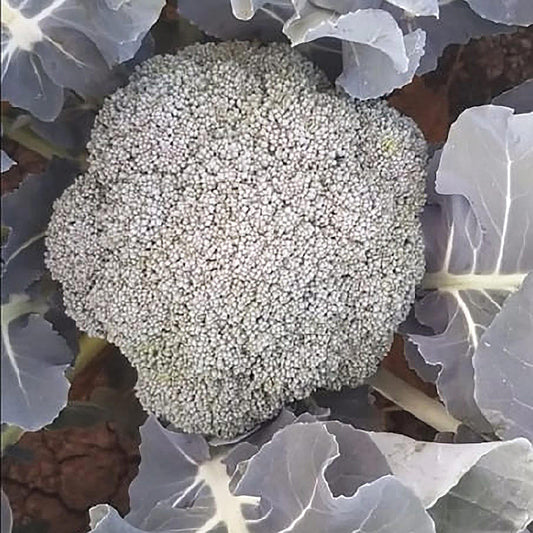 Green Start F1 Hybrid Broccoli