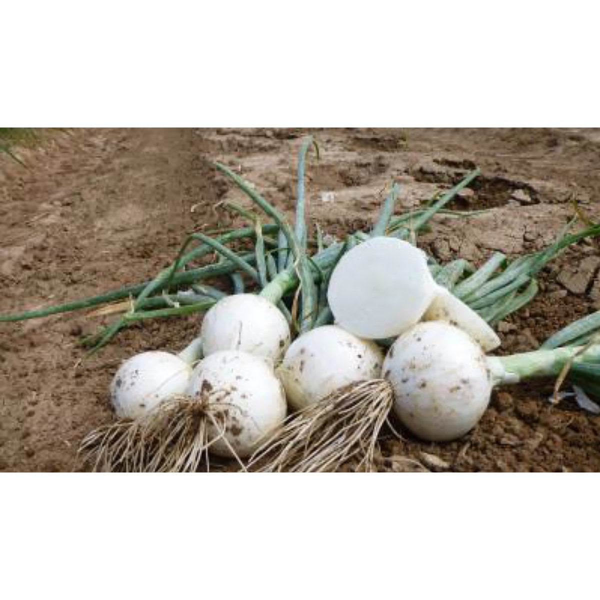 White Gaspare F1 Hybrid Short Day White Onion