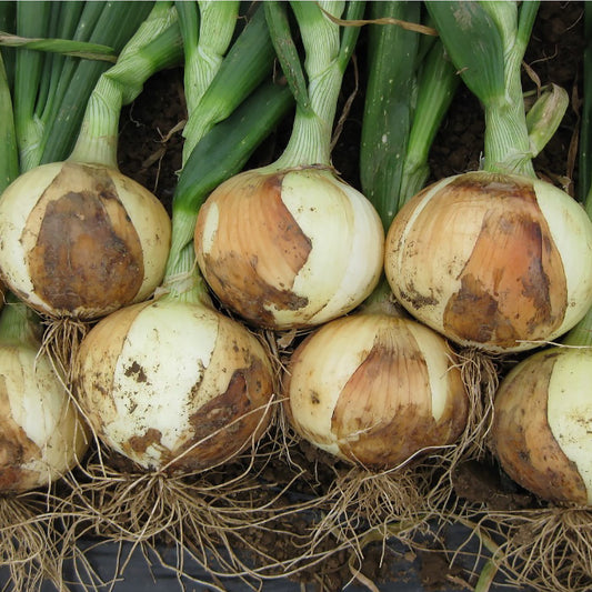 Early Sweet F1 Hybrid Short Day Yellow Grano Onion