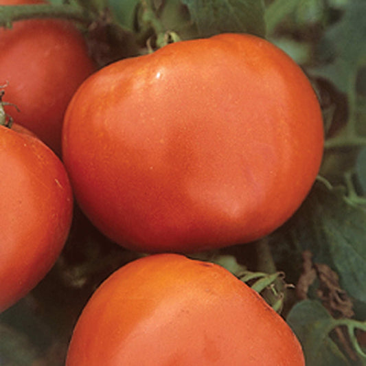 Booty F1 Hybrid Determinate Open Field Round Tomato