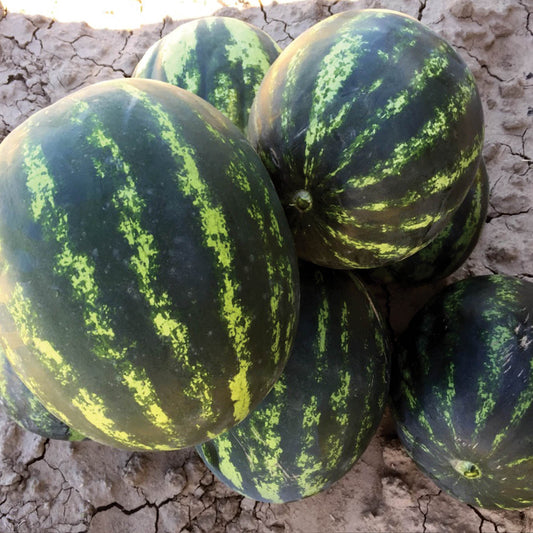 Rita F1 Hybrid Diploid Red Flesh Watermelon