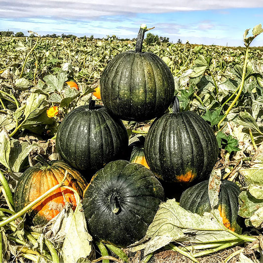 Dark Night F1 Hybrid Pumpkin