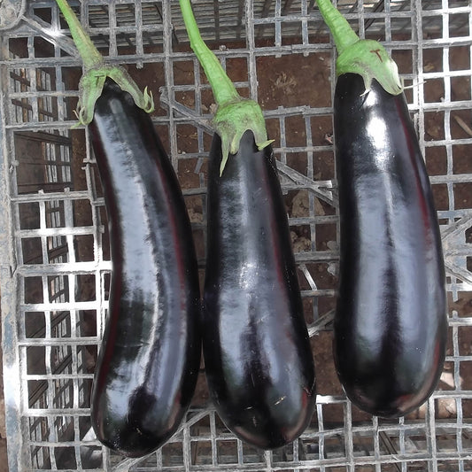 Tucci F1 Hybrid Eggplant