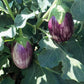 Bella Stripe F1 Hybrid Eggplant