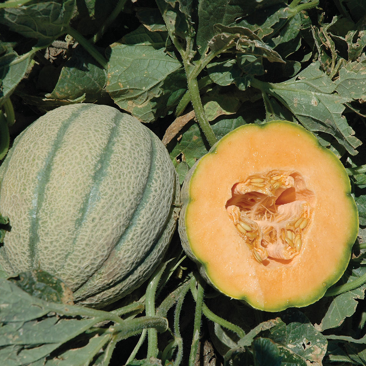 Orange Sherbet F1 Hybrid Tuscan Cantaloupe Type Melon
