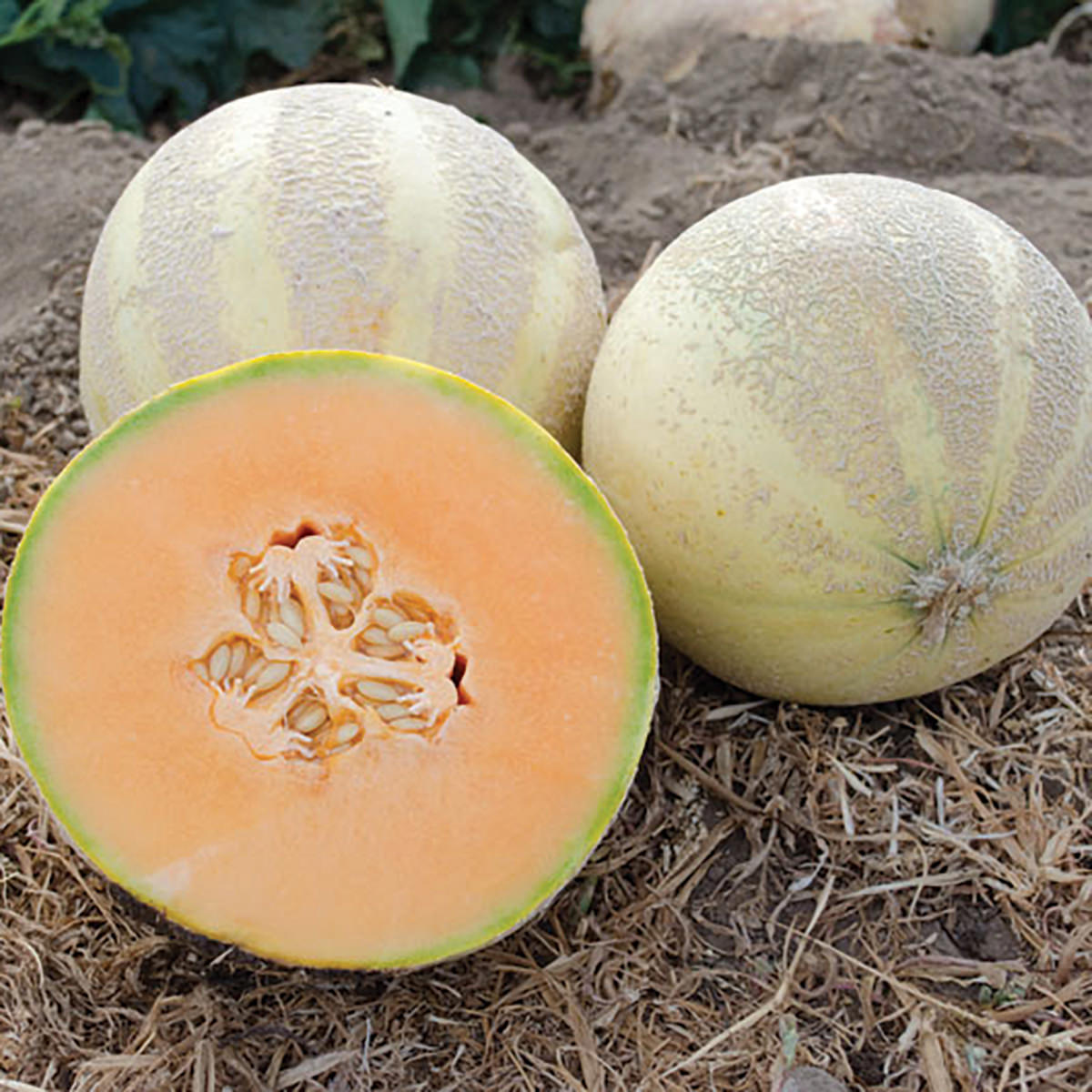 Oui F1 Hybrid Charentais Mixed Melon – DPSEEDS