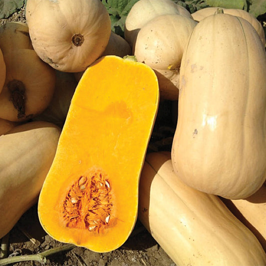 Narragansett F1 Hybrid Butternut Winter Squash