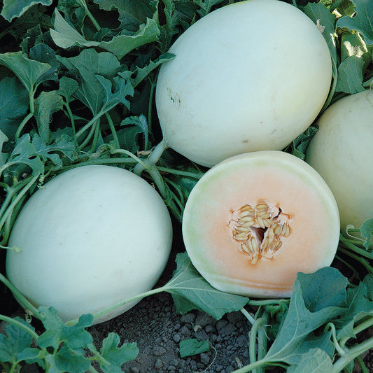 Double Dew Improved F1 Hybrid Honeydew Mixed Melon