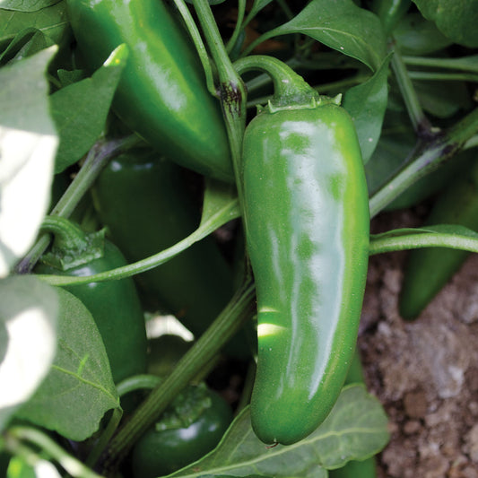 JB F1 Hybrid Jalapeño Pepper