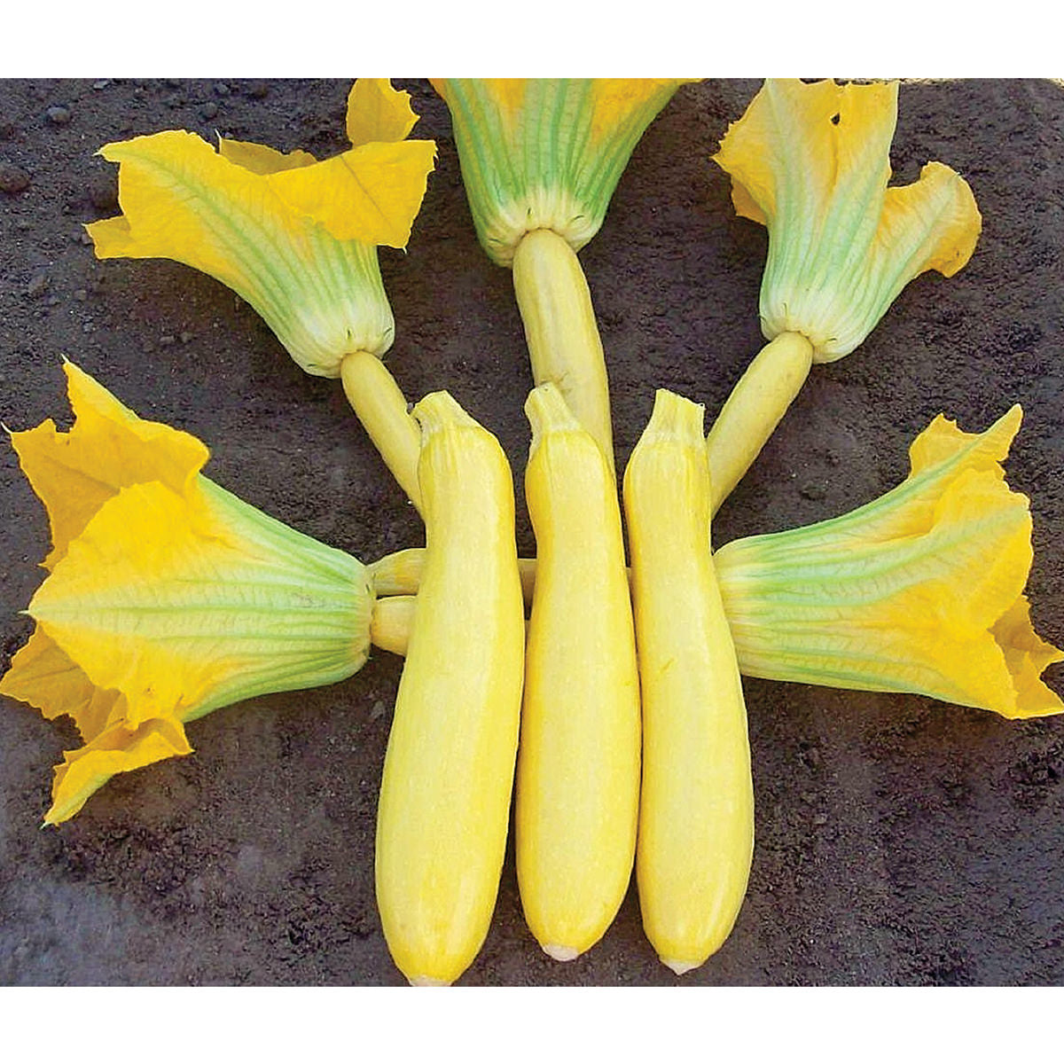Sligo F1 Hybrid Yellow Zucchini Summer Squash