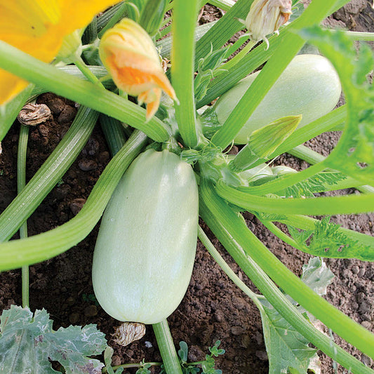 Grey Griller F1 Hybrid Round Zucchini Summer Squash