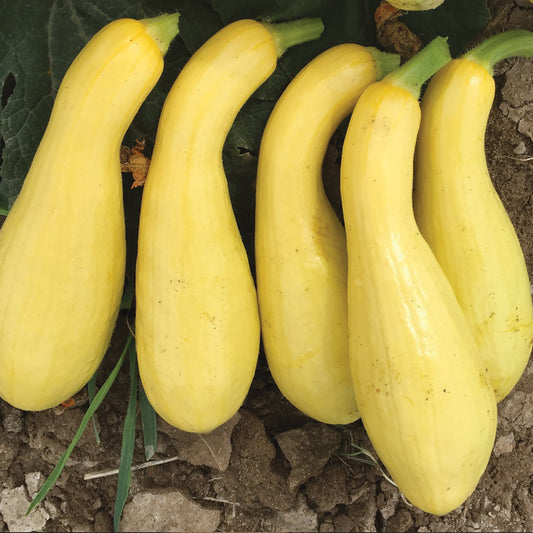 Mabel F1 Hybrid Semi Crookneck Summer Squash