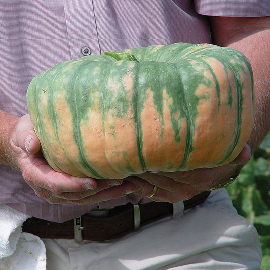 Speckled Hound F1 Hybrid Pumpkin