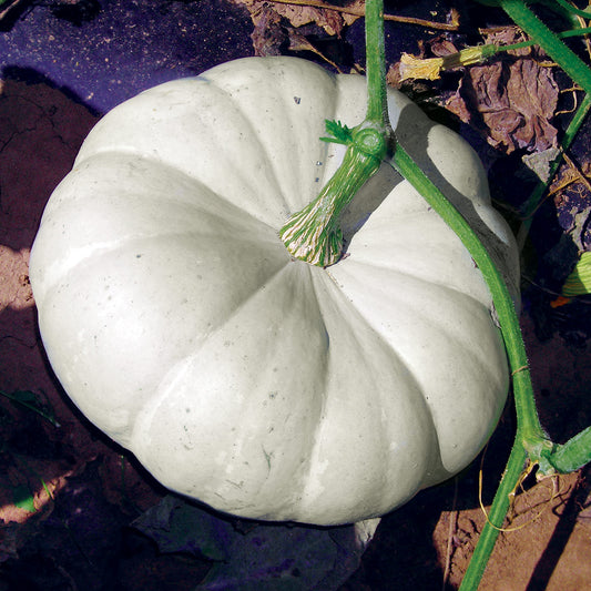 Silver Moon F1 Hybrid Pumpkin