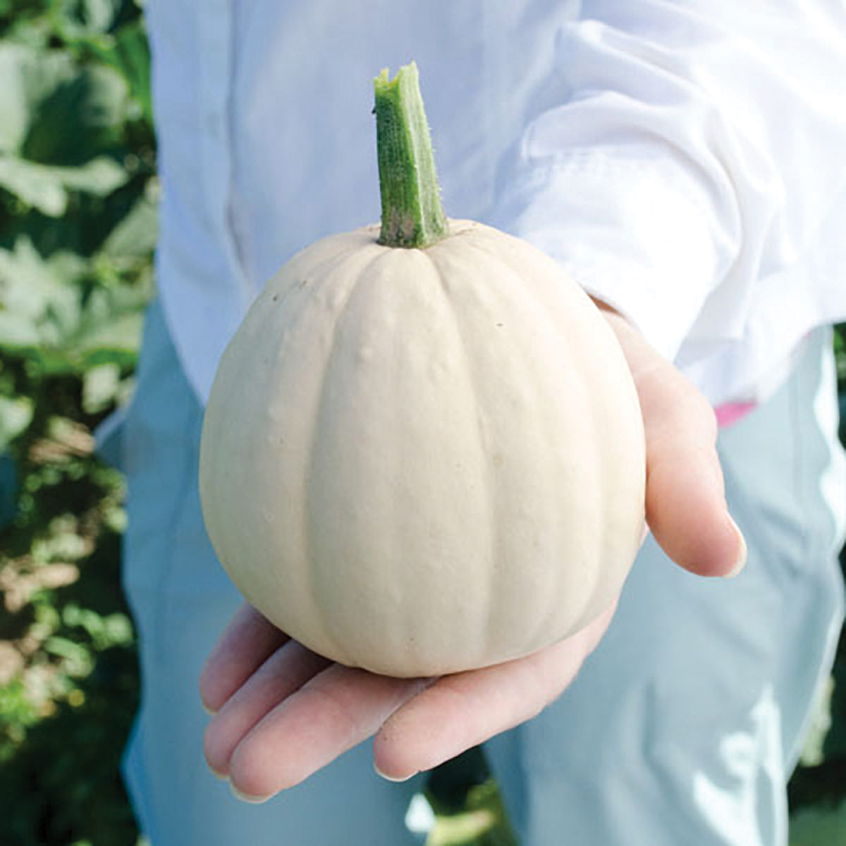 Buffy F1 Hybrid Pumpkin