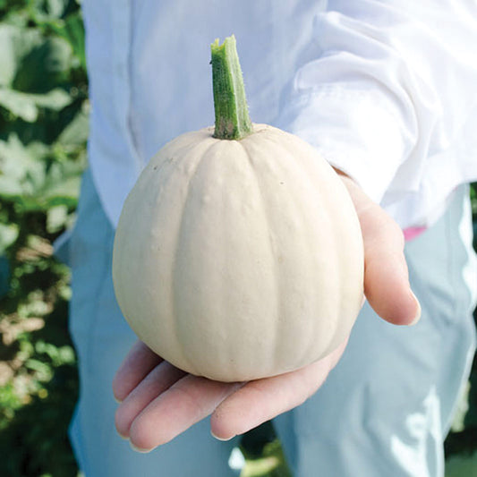 Buffy F1 Hybrid Pumpkin