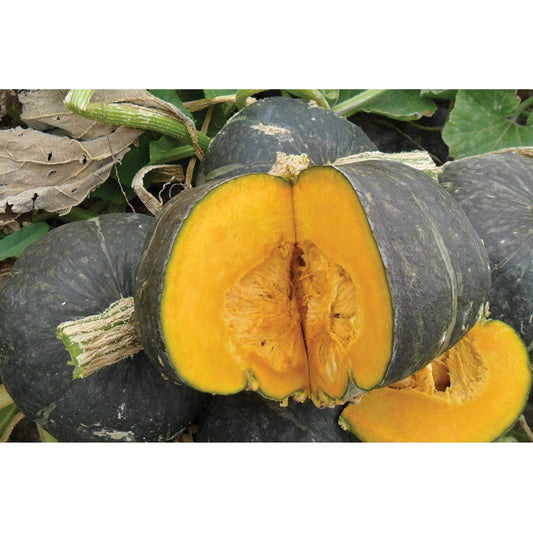 Olive Butta F1 Hybrid Buttercup Type Winter Squash