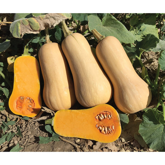 Early Nutter F1 Hybrid Butternut Winter Squash