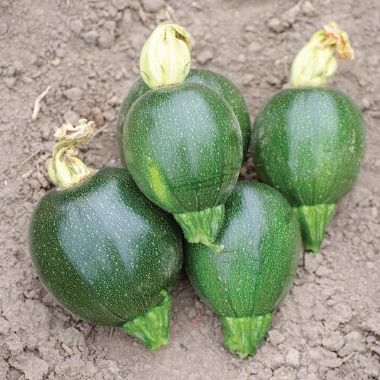 Black Ball F1 Hybrid Round Zucchini Summer Squash