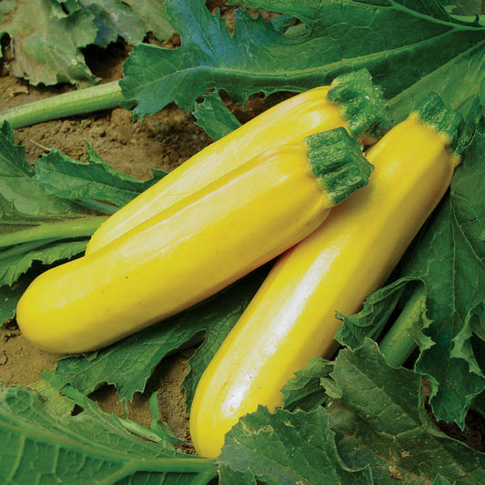 Golden Girl F1 Hybrid Yellow Zucchini Summer Squash