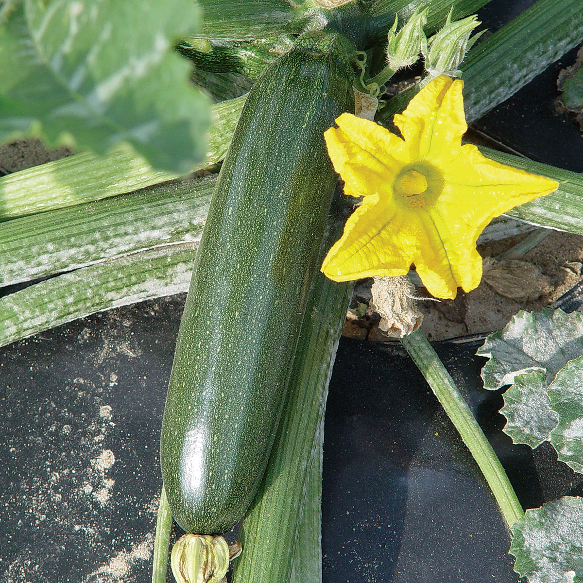 HZS-03-849 F1 Hybrid Green Zucchini Summer Squash