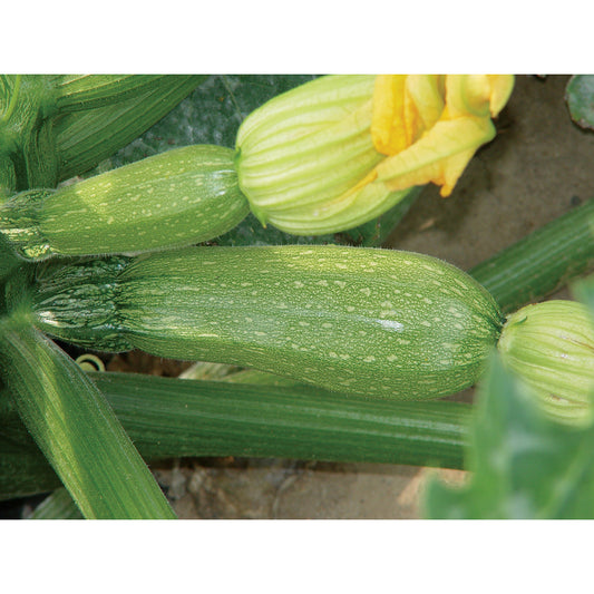 Grey F1 Hybrid Grey Zucchini Summer Squash