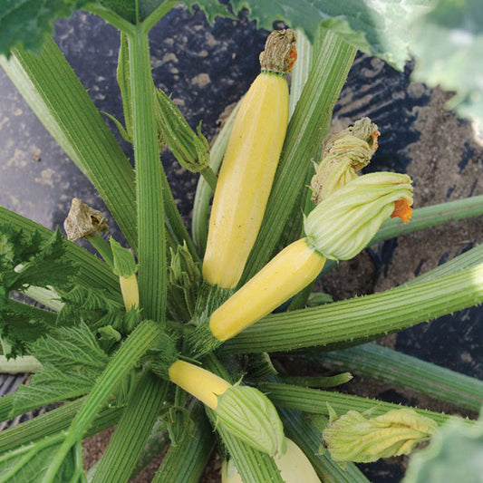 Butta F1 Hybrid Yellow Zucchini Summer Squash
