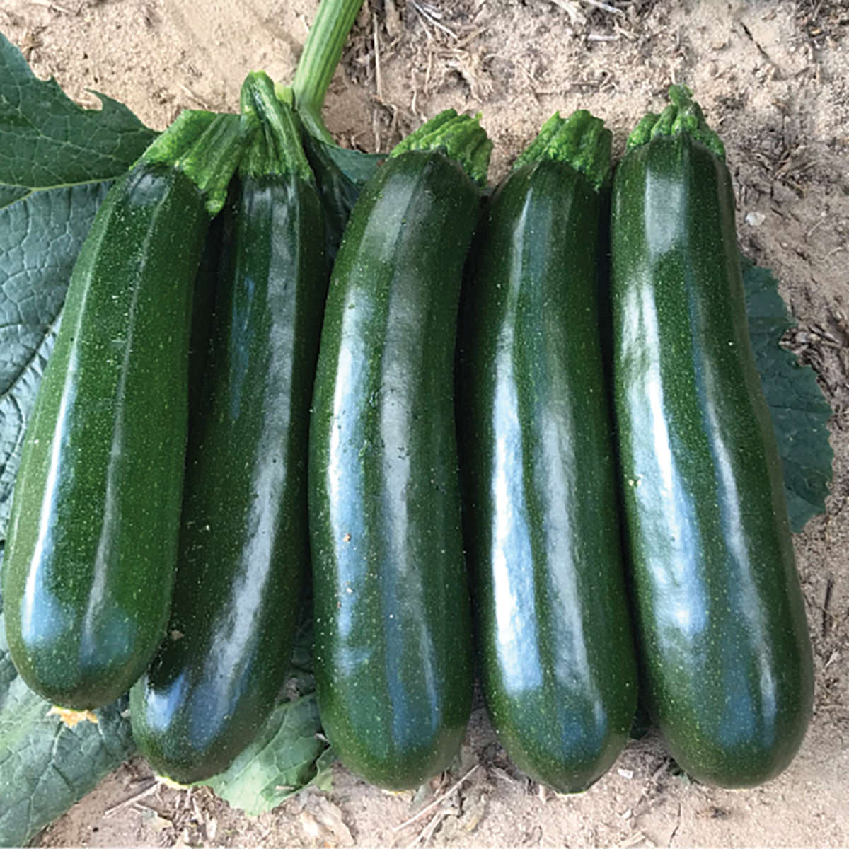 Grinch F1 Hybrid Green Zucchini Summer Squash – DPSEEDS