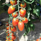 Red Scorpion F1 Hybrid Indeterminate Cherry Tomato