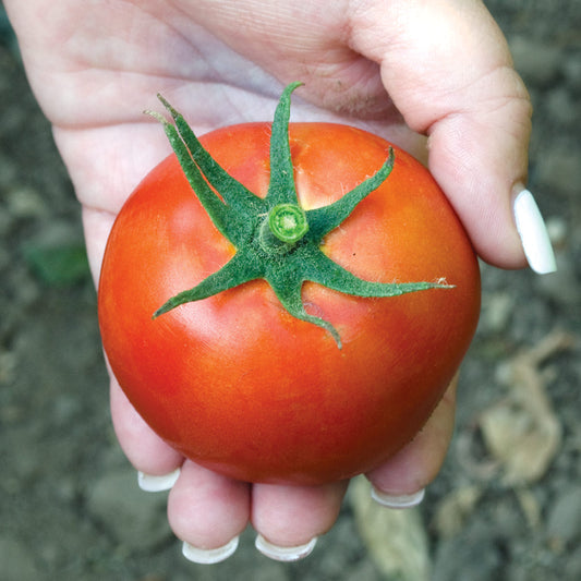 Carina F1 Hybrid Indeterminate Cluster Round Tomato