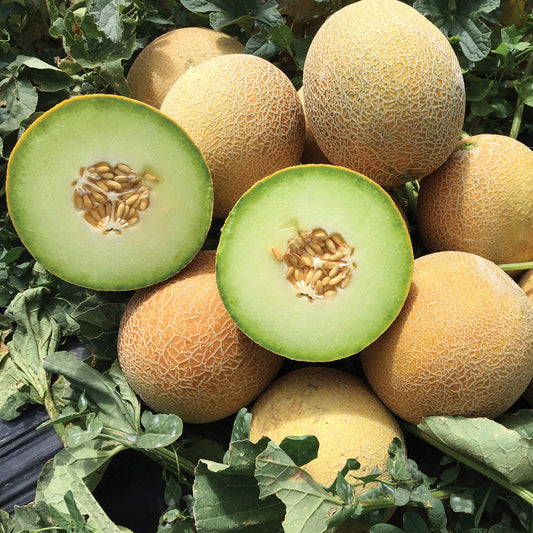 Mini Mist F1 Hybrid Galia Mixed Melon