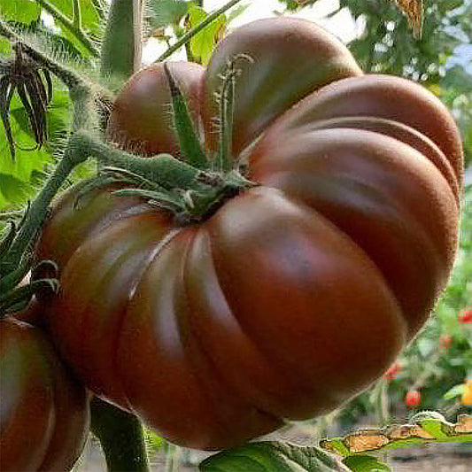 Mocha F1 Hybrid Indeterminate Heritage Tomato