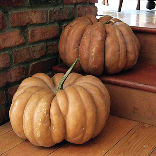 Musque de Provence Fairytale Pumpkin (OP)