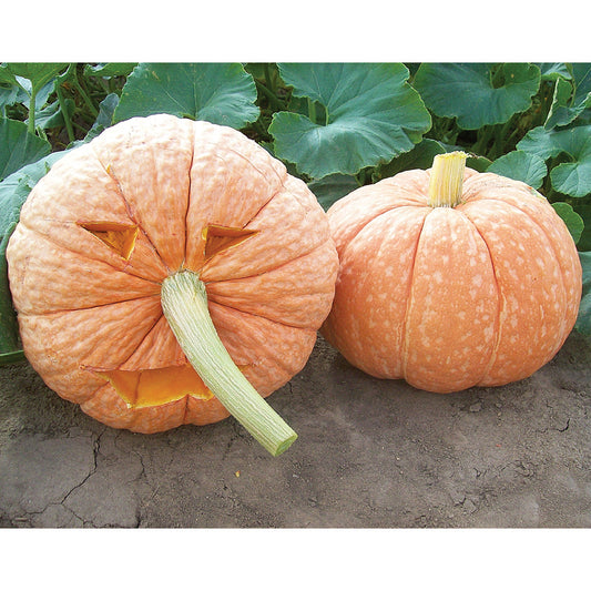 Mr. Fugly F1 Hybrid Pumpkin