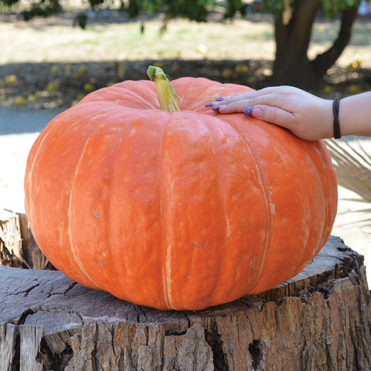Ritz F1 Hybrid Pumpkin