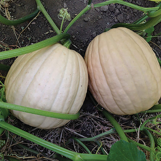 Tandy F1 Hybrid Pumpkin