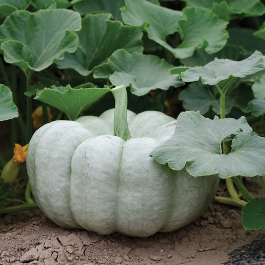 Blue Doll F1 Hybrid Pumpkin
