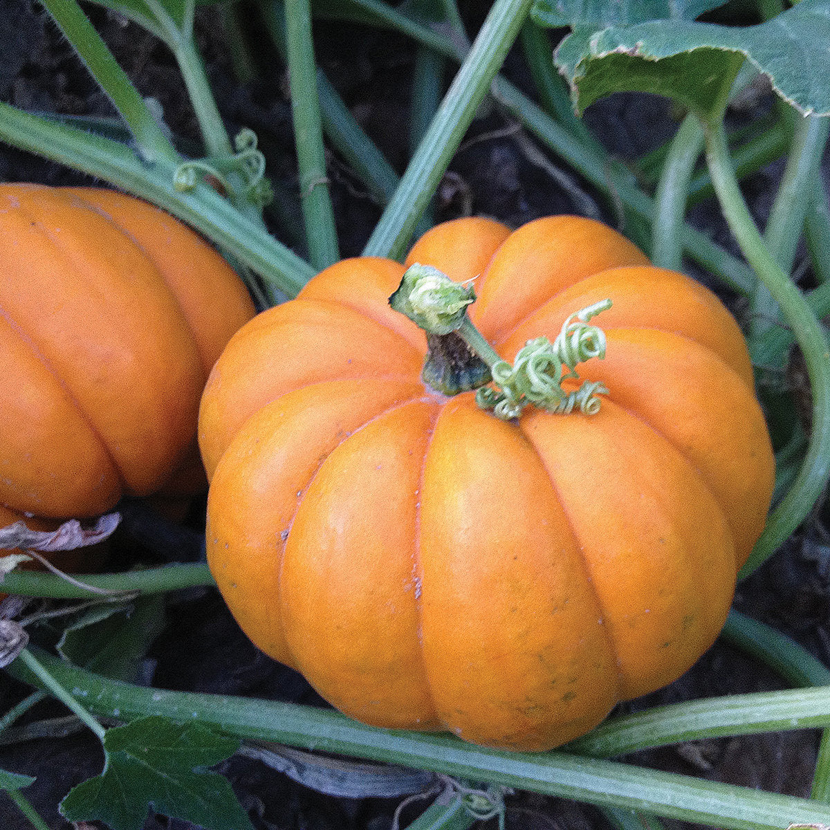 Orangita F1 Hybrid Mini Pumpkin