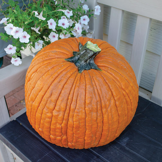Salem F1 Hybrid Pumpkin