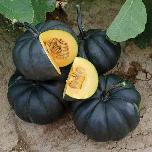 Black Kat F1 Hybrid Mini Pumpkin